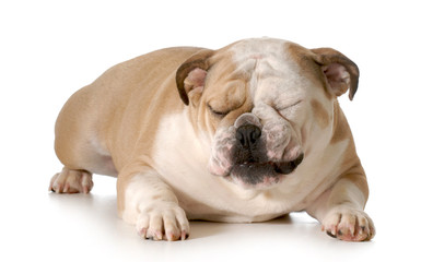 Obraz premium bulldog with silly expression