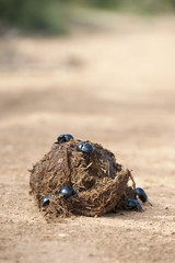 dung beetle