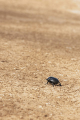 dung beetle