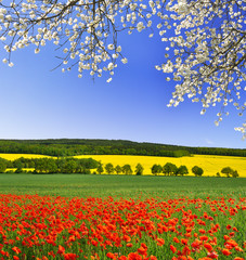 Obrazy na Szkle  wiosenny krajobraz z czerwonym polem maku