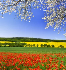 Fototapeten spring landscape with red poppy field © vencav