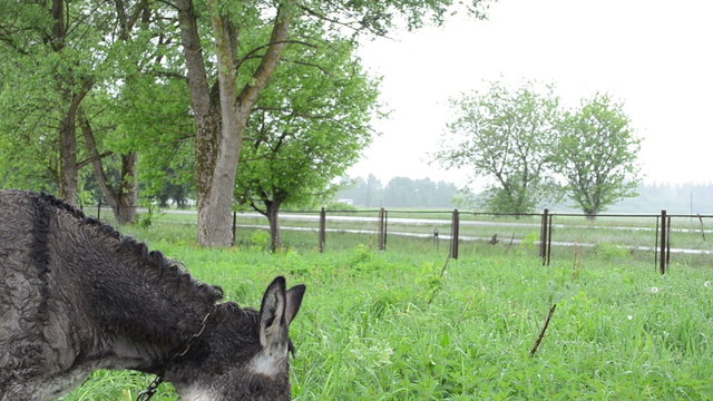 Cheerful smiling woman girl feed cute donkey grass in meadow