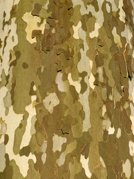 Baumrinde