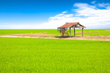 Fototapeta na wymiar Wooden pavilion in paddy field