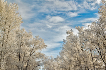 Winter landscape