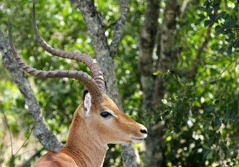 Closeup of a beautiful Impala
