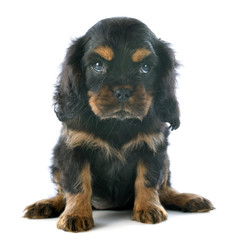 puppy cavalier king charles