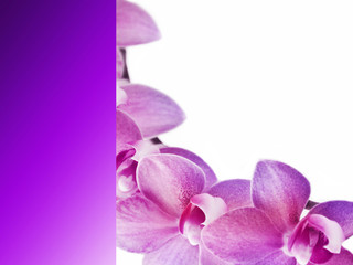 Hintergrund -  Orchideen