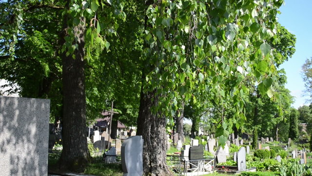 birch trees grow in rural cemetery and grave tomb stones
