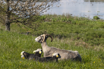Fototapeta premium Sheep family