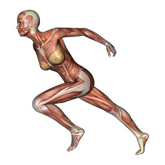 Female Anatomy Figure