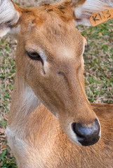 brow-antlered deer