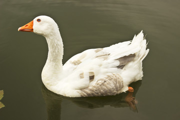 Fototapeta premium White goose