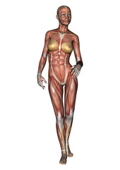 Female Anatomy Figure