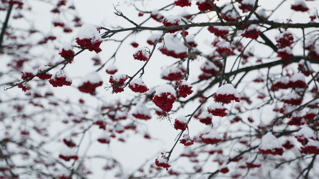 ash-berry red branches under snow at winter