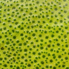 Pomelo skin texture background