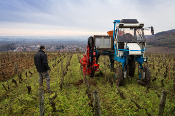 Naklejka premium entretien des vignes