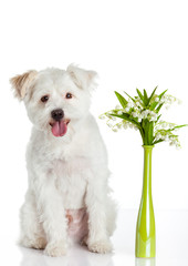 White dog on white background