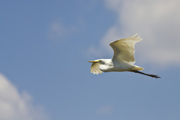 White bird flying in Kakadu National Park