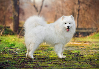 Fototapeta premium beautiful Samoyed