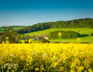 Oilseed Rape, Canola, Biodiesel Crop