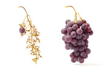 Red Grape And Bunch