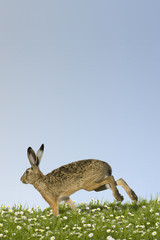 Osterhase läuft über Wiese