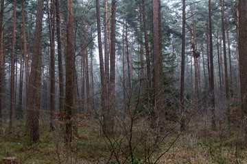 foggy forest in winter