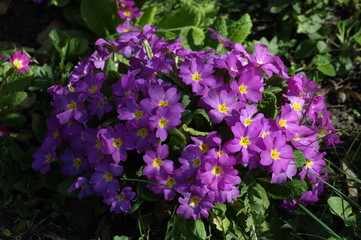 Beauty clump blossom primrose spring in garden