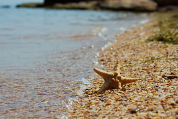 starfish on pebbles in the wave