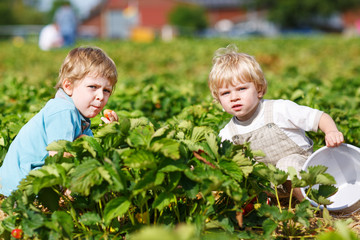 Two little twins boys on pick a berry farm picking strawberries