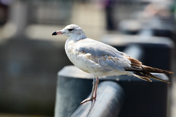 Seagull
