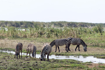 Zebra in Tanzania