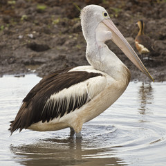 Fototapeta na wymiar Pelican