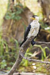 Black and white bird