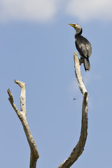 Black and white bird