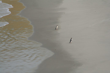 Penguins © Rochu_2008