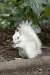 white squirrel