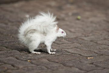 white squirrel
