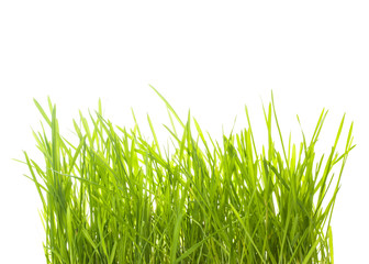 Fototapeta premium Green grass isolated
