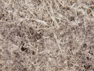 Old and orange dry trunk in hoarfrost. First autumn freeze