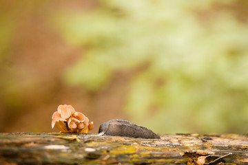 Pilze und Nacktschnecke