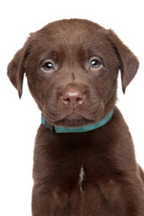 Brown Labrador puppy portrait