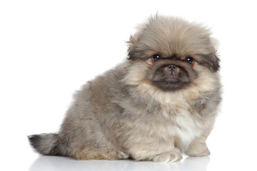 Obraz premium Pekingese puppy close-up portrait