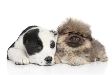 Two puppies, lie on a white background