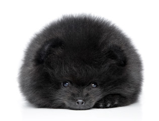 Pomeranian spitz puppy. Close-up portrait