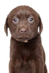 Funny brown Labrador puppy