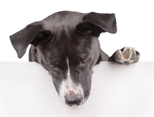 Black dog looking down and leaning on panel isolated on white