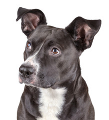 Black cute dog isolated on white background