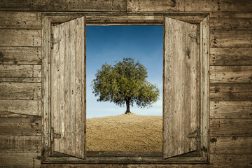 Obrazy na Plexi  Drzewo za oknem